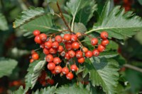 рябина скандинавская2