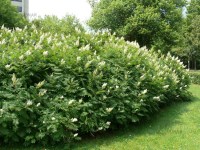 рябинник рябинолистный 2