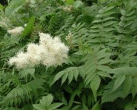 рябинник рябинолистный сем