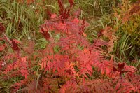 рябинник рябинолистный