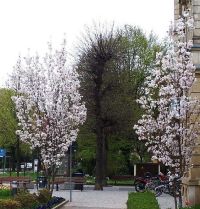 сакура Amanogawa