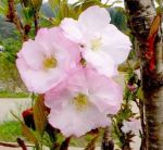 сакура Amanogawa2