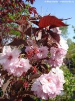 сакура Royal Burgundy2