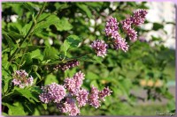 сирень венгерская