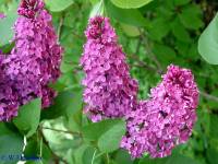 Сирень обыкновенная Andenken an Ludwig Spath