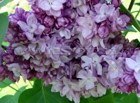 Сирень обыкновенная Тарас Бульба