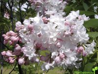 сирень обыкновенная Krasawica Moskwy