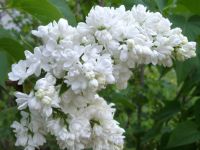 Сирень обыкновенная Mme Lemoine