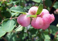 снежноягодник Хенаульта Hancock