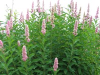 спирея Дугласа