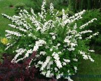 спирея ниппонская Snowmound