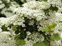 спирея трехлопастная