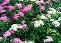 спирея японская Genpei