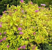 спирея японская Golden Princess