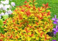 спирея японская Goldflame