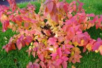 спирея японская Macrophylla