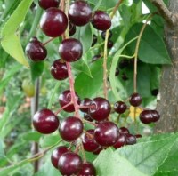 Черемуха поздняя