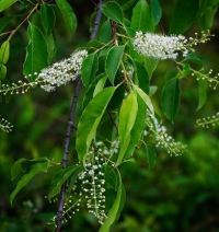 Черемуха поздняя2