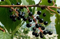 черёмуха обыкновенная