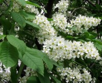 черёмуха обыкновенная1