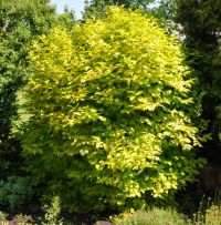 чубушник венечный Aureus 1