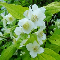 чубушник венечный Aureus 2