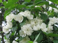 чубушник венечный Virginal