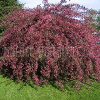 яблоня райская Royal Beauty