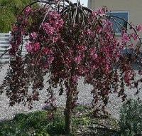 яблоня Purpurea Pendula