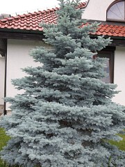 Glauca Misty Blue