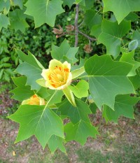 Lirodendron tulipifera2