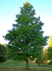 ликвидамбар смолоносный