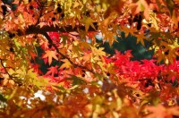 ликвидамбар смолоносный2