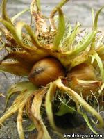 медвежий орех2