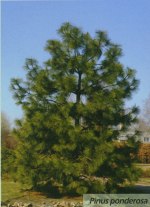 Сосна жёлтая