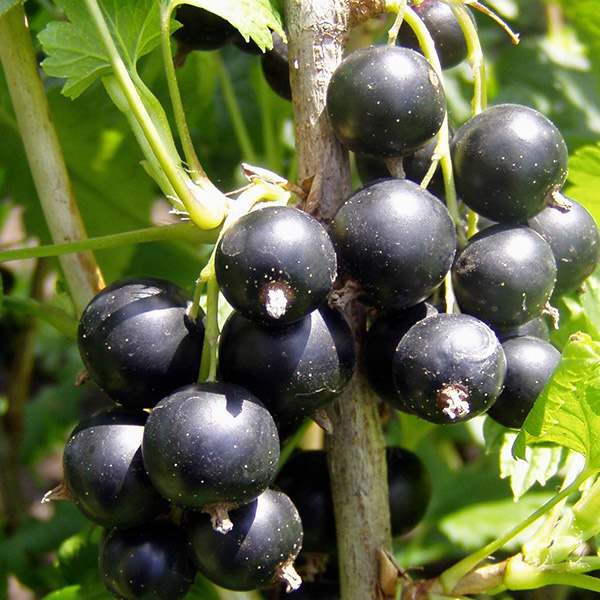 краса львова