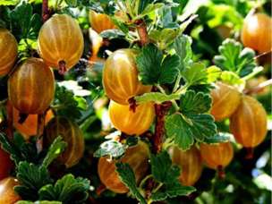 крижовник сокровище