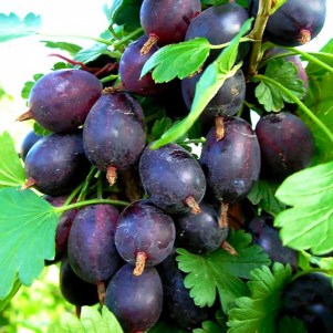 крыжовник черная капля