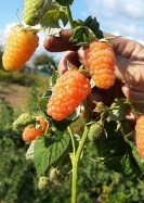 малина оранжевое чудо