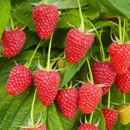 малина полка