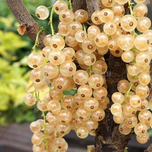 смородина снежана